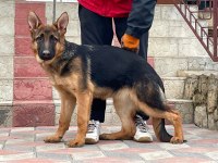 ORJİNAL SHOWLİNE ALMAN KURDU FCİ ŞECERELİ KÖPEĞİMİZ