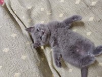 Yavru shorthair sahiplendirilecek