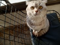 Scottish Fold Erkek
