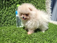 POMERANİAN BOO YAVRULAR (MAJYAJSIZ FÖNSÜZ)