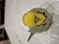 Ev ortamında bakılan şov jumbo ve yavru muhabbet kuşlar