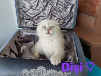Scottish fold prensesim 2 aylik