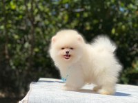 Vet Teknikerden SHOW CLASS Pomeranian YAVRULAR