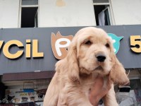70 Günlük Cocker Erkek Yavrumuz