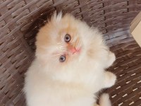 Ev ortamında büyüyen scottish fold