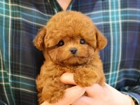 Gülen surat oyuncak yapılı poodle bebişlerim