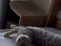Scottish fold kedimiz marmelat yuvasını arıyor