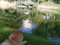Acil verilecek çin aslanı