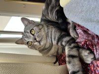 British shorthair