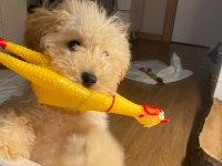 Toy poodle 6 aylık bütün aşıları yapılmış durumda