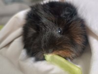 Dişi ve erkek guinea pig ilanı