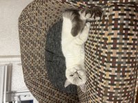 Blue point british shorthair 3 yaşında