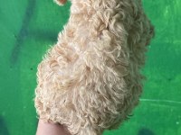 Orijinal toy poodle yavrularım