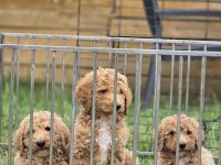Avrupa Kan Hattı Dev Poodle Yavruları