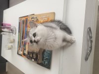 Evden Show Kalite British Shorthair Yavrular