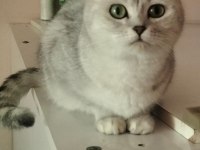 Kedilerim yeni ailelerini sabırsızlıkla bekliyor