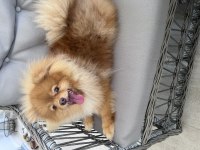 Pomeranian boo 3 aylık