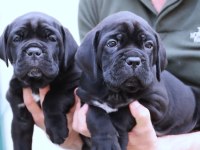 Fcı-Kıf Secereli Safkan Cane Corso Yavrular