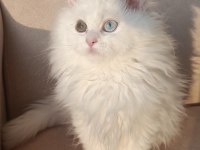 Çok nadir bulanan yavru kedimiz