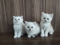 British shorthair bebeklerim