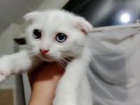 Pamuk prenses scottish fold