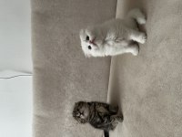 Scottish fold bebeklerimiz