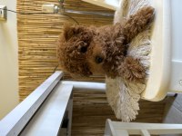 Yavru toy poodle eşyalarıyla beraber