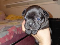 French bulldog 40 günlük