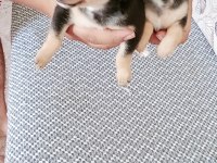 Orjinal pinscher yavruları