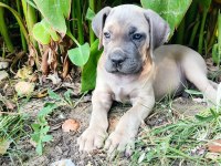 Efsane Cane Corso Yavrular