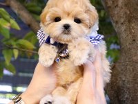 MUHTEŞEM KALİTEDE TOY POODLE YAVRULARI