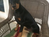 Cadde Piyasasının Sefiri Doberman