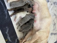MİCRO BOY PLATİNİUM DİŞİ FRENCH BULLDOG