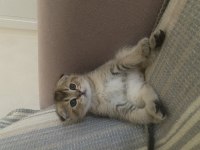 Şecere babadan 2 erkek scottish fold yavru