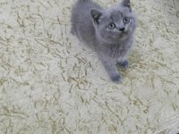 Bakmadan Geçmeyin British Shorthair Açıklamayı Oku