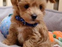 Sevimli Maltipoo Yavrular