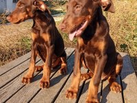Safkan European KIZIL DOBERMAN yavru