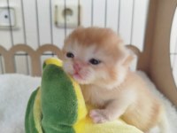 A kalite full şecereli golden ny12 british shorthair