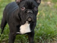 6 aylık dişi french bulldog
