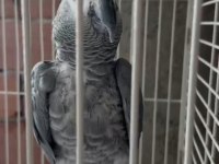 Konuşan jako papağanı