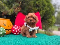 Maltipoo Mini Sevimli Bebeklerimiz 