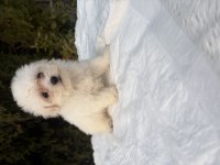 Maltese Dişi Yavrumuz