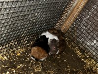 Guinea pig yavrular