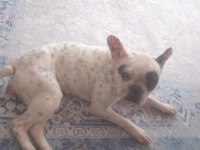 Ücretsiz sahiplendirme french bulldog