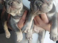 MAVİ GÖZLÜ FRENCH BULLDOG YAVRULAR