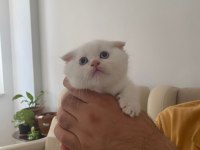 2.5 aylık erkek scottish kedi