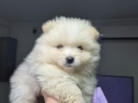 3 adet erkek pomeranian yavru