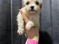 Maltipoo Yavrularımızı Canlı Görerek Alabilirsiniz