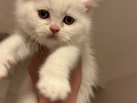 Son yavru british shorthair