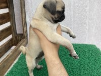 Pug Mops Yavrular Sıfır Burun Gül Kuyruk